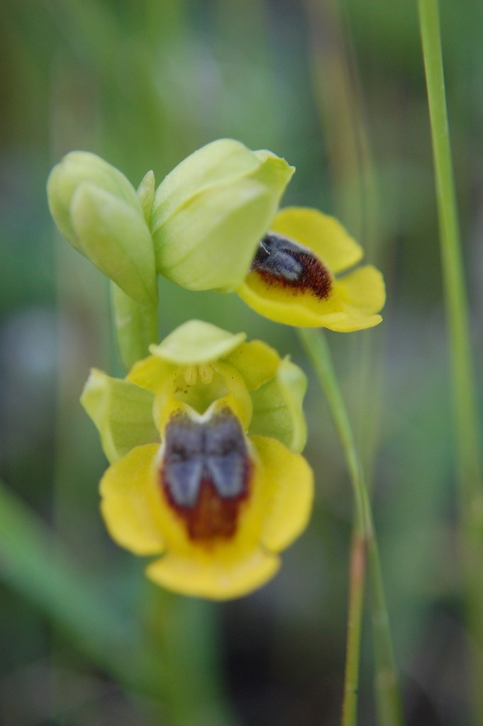 Ophrys sicula o lutea?